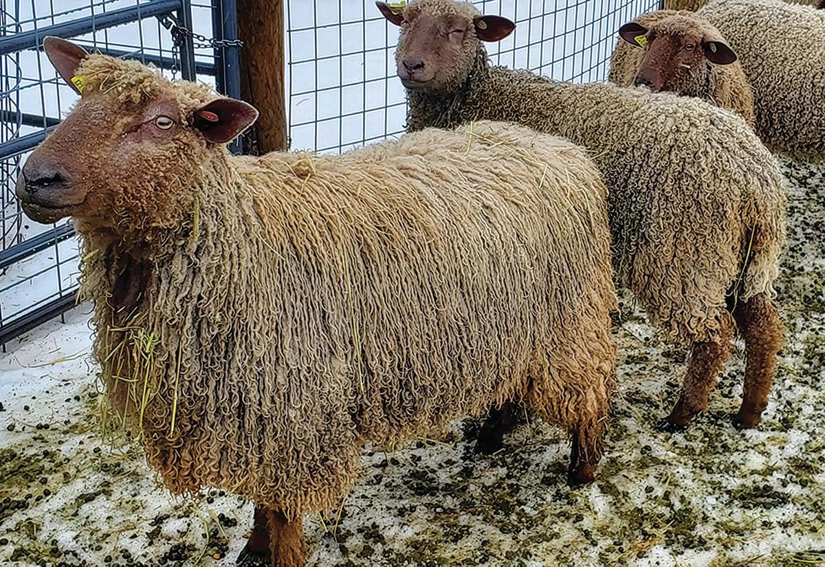 ewes