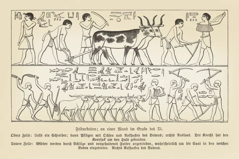This 1879 recreation shows an Egyptian hieroglyphic depiction of agriculture found in the ancient Menfi, Saqqara Necropolis Mastaba of Ti, dating to the Fifth Dynasty of the Old Kingdom, circa 2400 B.C. (Getty Images)