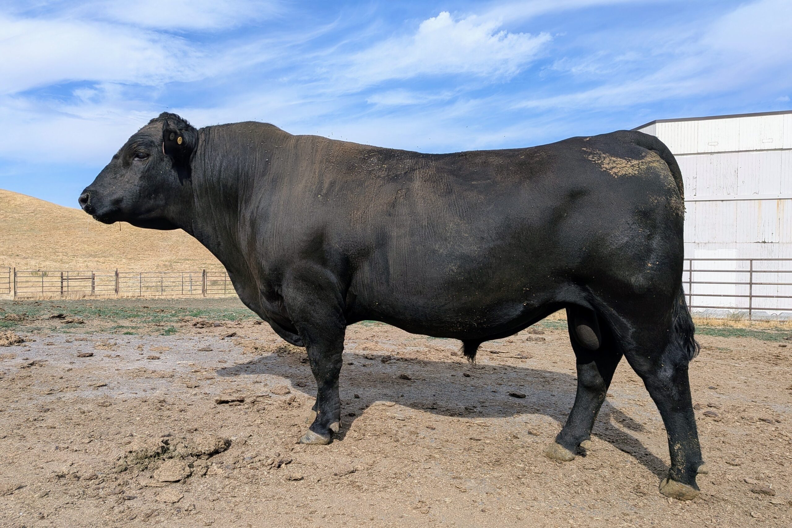 ME015 Angus Bull