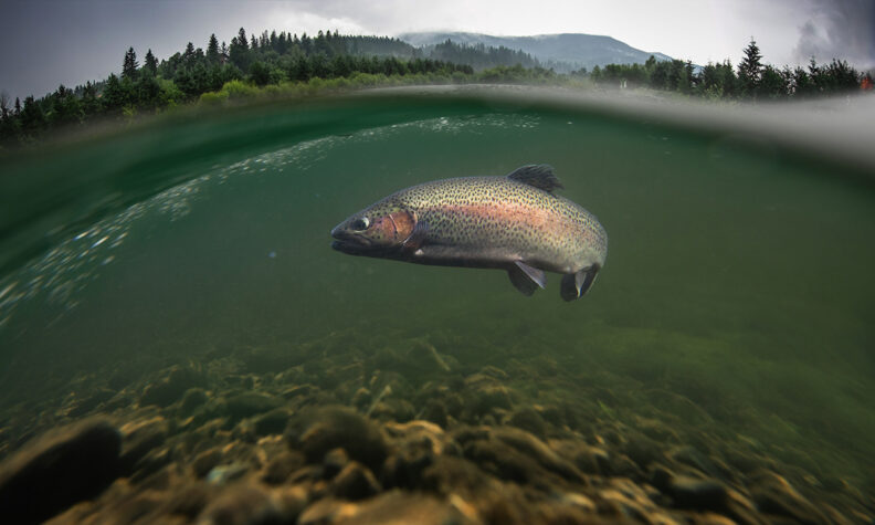 Rainbow trout underwater with forest and mountains visible in the backgroud