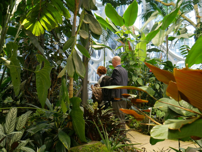 People walking through greenery.