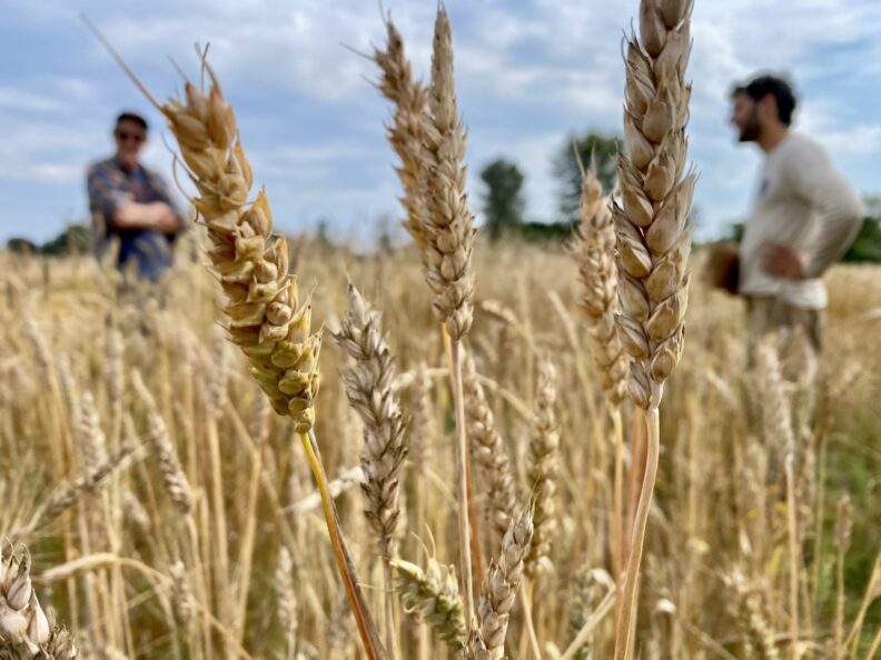 wheat in a field