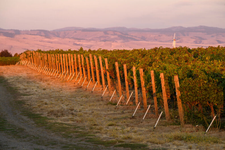 Vineyard with wood row supports.