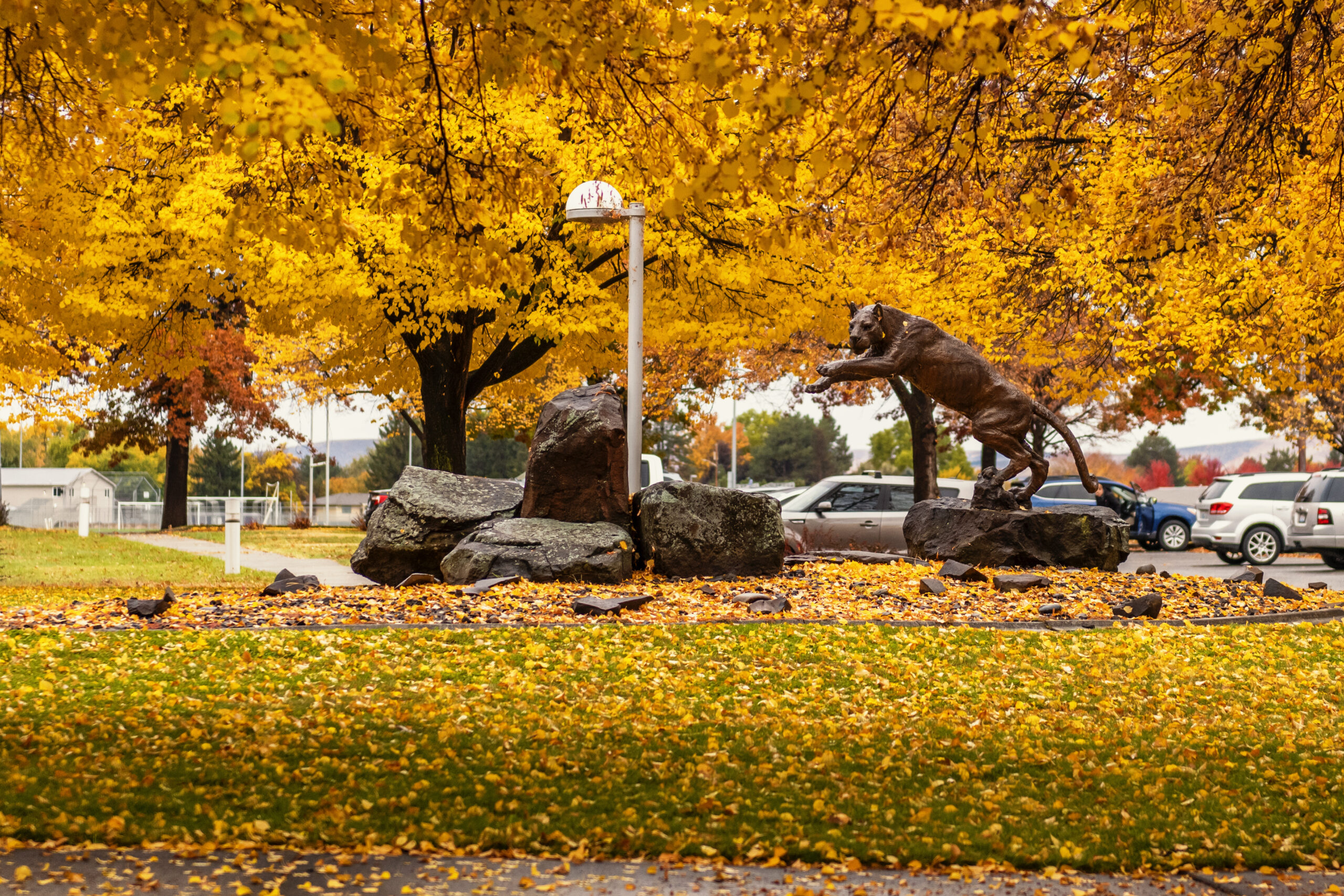 Cougar statue in the fall