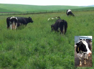 A photo of WSU Dairy Cows