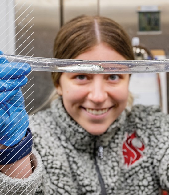 WSU researcher working with fish in a lab