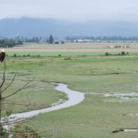 Bald eagle near the mouth of the Skagit River, Washington