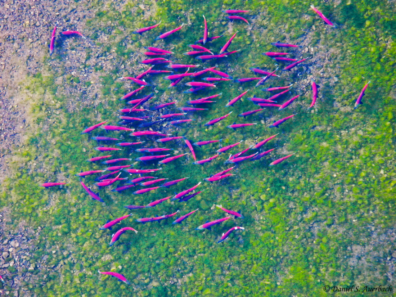 Sockeye salmon from above. Photo Credit: Daniel Auerbach, WSU Pullman