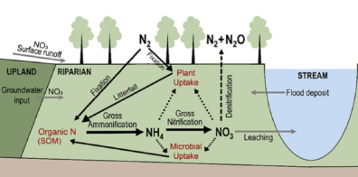 Image depicting Nitrogen inputs, sinks, cycling, and removal processes in a riparian buffer.