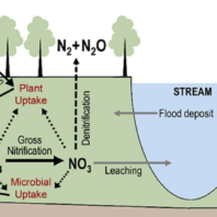 Partial graphic depicting Nitrogen inputs, sinks, cycling, and removal processes in a riparian buffer.