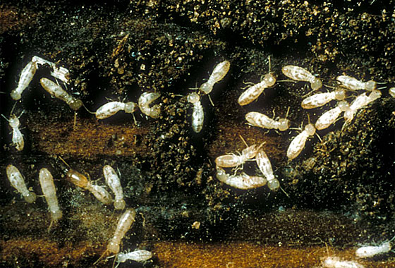 Subterranean Termites