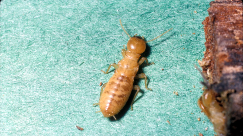 Dampwood Termite