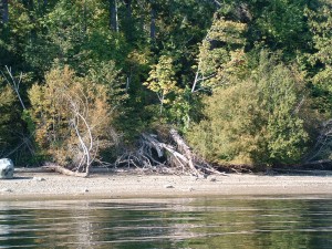 090 lowbank good veg wood