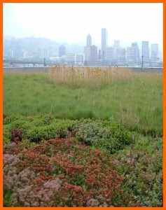 Green root by Erica G Ground covers and grasses on roof in City. Photo taken by Erica G