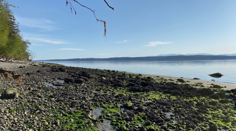 Photo of a cobbled beach with flat water.