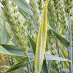 Look-a-Like, Cephalosporium Stripe