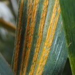extreme stripe rust close up