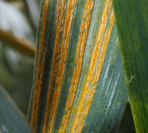 extreme stripe rust close up