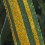 extreme close up of stripe rust spores