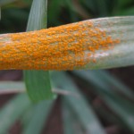 close up of stripe rust spores on wheat leaf