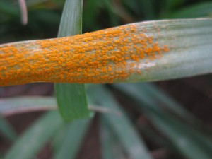 close up of stripe rust spores on wheat leaf