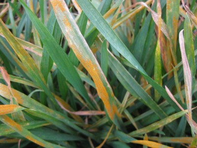 Close Up of Stripe Rust Horse Heaven Hills, Nov 2010