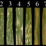 Stripe Rust Infection Type shown on a scale of 0 (none) to 9 (high)