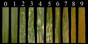 Stripe Rust Infection Type shown on a scale of 0 (none) to 9 (high)