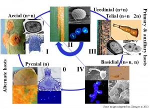 Stripe Rust Life-cycle