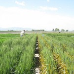 Photo displays wheat field, half has been sprayed with a fungicide. Un-sprayed half shows visible signs of stripe rust.