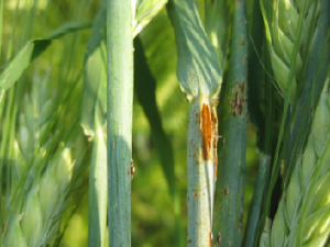 puccinia graminis black rust on barley