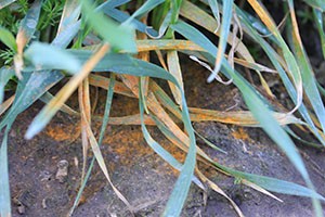 Stripe Rust Walla Walla