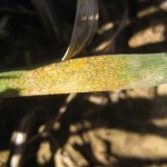 wheat leaf with stripe rust spores