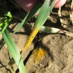 Wheat leaf with stripe rust spores on tip