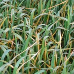 stripe rust susceptible wheat seedlings