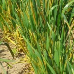 wheat seedlings infected with stripe rust