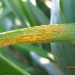close up of wheat leaf with stripe rust infection