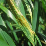 wheat leaf with stripe rust spores