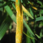 wheat leaf with severe stripe rust infection