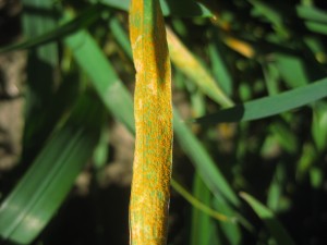 wheat leaf with severe stripe rust infection