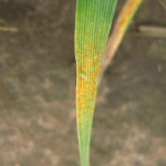wheat leaf with stripe rust spores