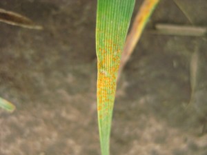 wheat leaf with stripe rust spores