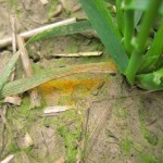 wheat plant and ground covered in rust spores