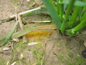 wheat plant and ground covered in rust spores