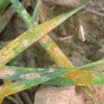 wheat leaf with chlorosis and stripe rust spores