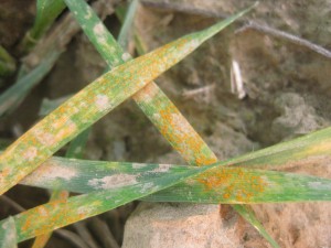 wheat leaf with chlorosis and stripe rust spores