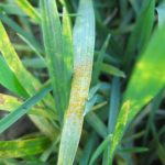 Closeup of wheat leaf with rust spores