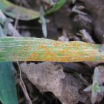 close up of wheat leaf with stripe rust spores