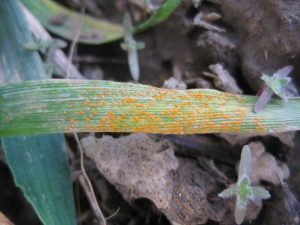 close up of wheat leaf with stripe rust spores