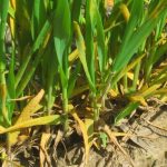close up of wheat seedlings with rust spores
